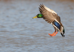 Mallard
