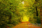 Bradley Woods, Grimsby