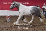 BPP_1281