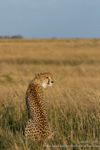 Cheetah on the plains