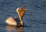 Brown Pelican
