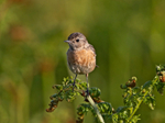 Stonechat (f) - Saxicola rubicola