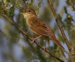 Grasshopper Warbler