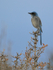 Western Scrub-Jay, Bosque del Apache, New Mexico