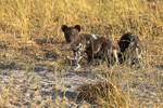 Wild Dog Pups