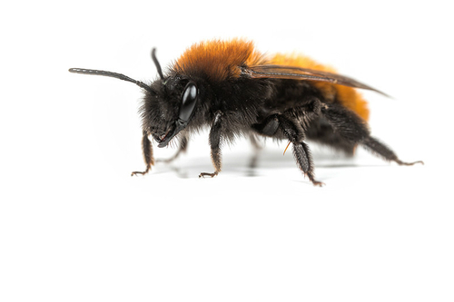 Andrena fulva