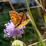 Lesser fiery copper (Lycaena thersamon) ♀︎