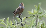 Cretzschmars Bunting