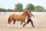 Class 29 - IH Veteran Pony portfolio
