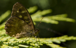 Speckled wood butterfly, Cholmondely castle, Cheshire
