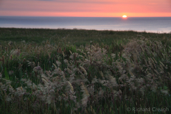 Sunset, Grasses