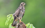 Snail Kite