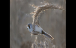 Bearded tit feeding by Andy Cotton - 2nd place