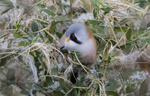 Bearded Tit, Male