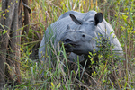 Rhino