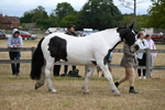 WJ6_8366