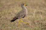 Wattled Lapwing