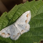 Lace Border (Scopula ornata)
