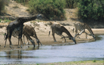 Giraffes drinking in the Ruaha river