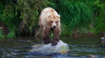 Young Bear on Rock