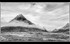 =1st Place Digital