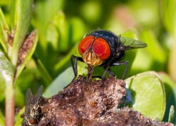 AnimalsCreatures _0002