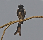 Black Drongo
