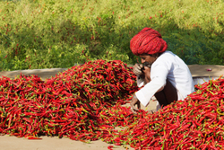 Sorting the chillies, Chatra Sagar, Rajasthan