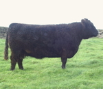 Kate H6 of Upper Buckna (39572)