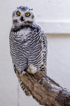 snowy owl Bubo scandiacus-7423