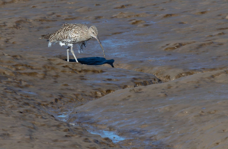 Eurasian Curlew - Dee Estuary - North Wales