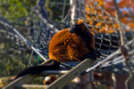 Red Ruffed Lemur - 7408