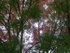 Dark Pink And Green Leaves, Crystal Palace Park