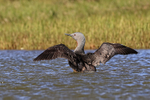 Red-throated diver flap showing upper wings, Floi, Iceland