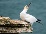 Gannet
