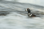 Harlequin Duck (male) in fast-flowing water, Iceland