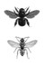Carpenter Bee/Nomad Bee Combo