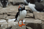 Puffin