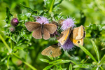 Butterfly Bonanza!