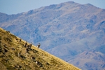 A herd of Siberian ibex (capra sibirica), Mongolia