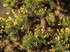 Dartford Warbler