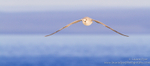 Slip-streaming Northern Fulmar