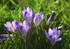 Crocusses at Cockington