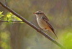 Sedge Warbler