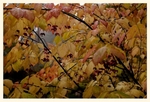 Euonymus planipes 3