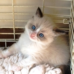Pets portfolio