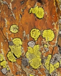 Rhizocarpon, Gyrn Wigau