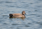 Gadwall