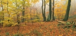 Autumn Beechwoods. EDC. 018