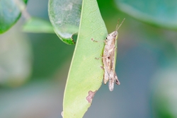 Grasshopper